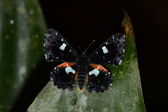 Calydna sturnula
