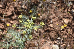 Lomatium utriculatum