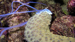 Holothuria turriscelsa