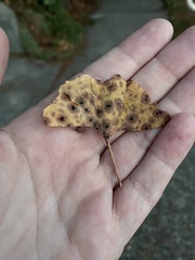 Bartheletia paradoxa
