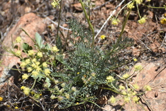 Lomatium congdonii