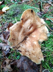 Lactarius deliciosus