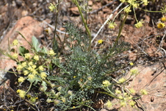 Lomatium congdonii