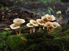 Ripartitella brasiliensis