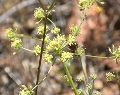 Lomatium congdonii