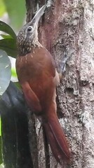 Xiphorhynchus guttatus