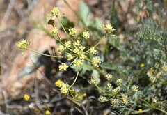 Lomatium congdonii