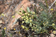 Lomatium congdonii