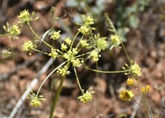 Lomatium congdonii