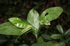 Psychotria umbellata