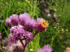 Urolepis hecatantha