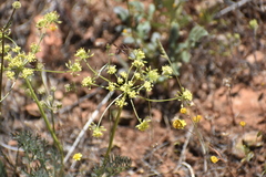 Lomatium congdonii