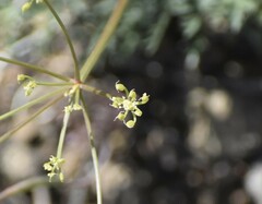 Lomatium congdonii