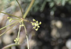 Lomatium congdonii
