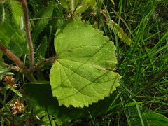 Urolepis hecatantha
