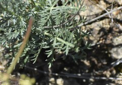 Lomatium congdonii