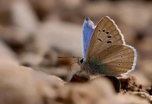 Polyommatus actis