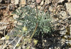 Lomatium congdonii