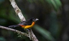 Ramphocelus flammigerus