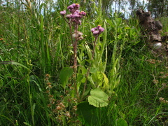 Urolepis hecatantha