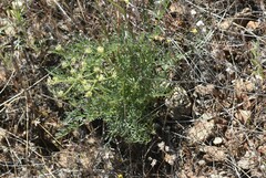 Lomatium congdonii