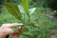 Psychotria umbellata