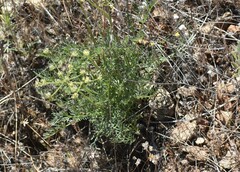 Lomatium congdonii