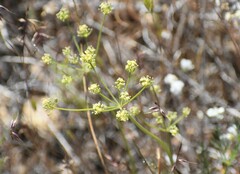 Lomatium congdonii