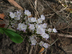 Limonium brasiliense