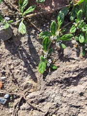 Heliotropium microstachyum