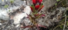 Castilleja arvensis arvensis