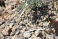 Lomatium congdonii