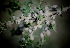 Leptospermum squarrosum