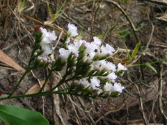 Limonium brasiliense