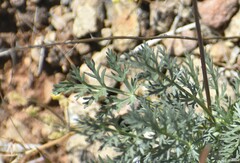 Lomatium congdonii