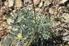 Lomatium congdonii