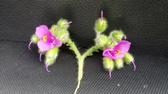 Tinantia erecta