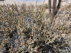 Ephedra americana