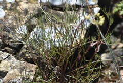 Lomatium utriculatum