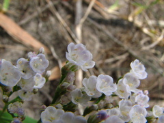 Limonium brasiliense