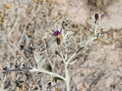 Aphyllocladus denticulatus
