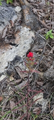 Castilleja arvensis arvensis