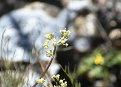 Lomatium utriculatum