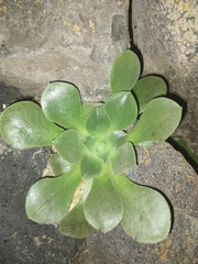 Aeonium canariense image