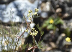 Lomatium utriculatum