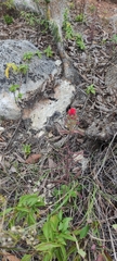 Castilleja arvensis arvensis