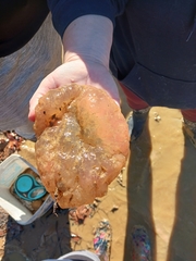 Pectinatella magnifica