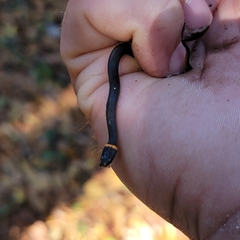 Diadophis punctatus punctatus