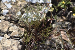 Lomatium utriculatum