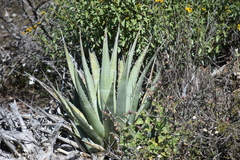 Agave deserti